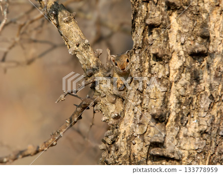 South African ground squirrel (Geosciurus inauris) South African ground squirrel (Geosciurus inauris) 133778959