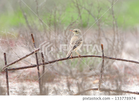 tawny pipit (Anthus campestris) tawny pipit (Anthus campestris) 133778974