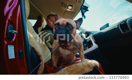 Adventurous French Bulldog Ready to Explore Inside a Car with Its Owner, Seated in a Cozy Setting Surrounded by a Soft Blanket and Sunlight Streaming In Adventurous French Bulldog Ready to Explore Inside a Car with Its Owner, Seated in a Cozy Setting Surrounded by a Soft Blanket and Sunlight Streaming In 133778993