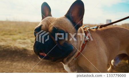 A Playful French Bulldog Enjoying a Sunny Day Outdoors While Being Walked on a Leash in a Scenic Landscape of Open Fields and Blue Skies A Playful French Bulldog Enjoying a Sunny Day Outdoors While Being Walked on a Leash in a Scenic Landscape of Open Fields and Blue Skies 133779000