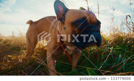 Playful Brown Dog Strolling Through Tall Grass Under a Bright Sky, Capturing the Joy of Nature and the Bond Between Pets and Their Owners in a Peaceful Outdoor Setting Playful Brown Dog Strolling Through Tall Grass Under a Bright Sky, Capturing the Joy of Nature and the Bond Between Pets and Their Owners in a Peaceful Outdoor Setting 133779008
