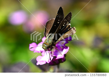 Skipper (small branded swift) 133780060