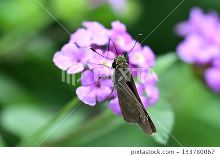 Skipper (small branded swift) Skipper (small branded swift) 133780067