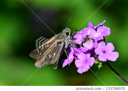 Skipper (small branded swift) Skipper (small branded swift) 133780070