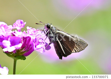 Skipper (small branded swift) Skipper (small branded swift) 133780071