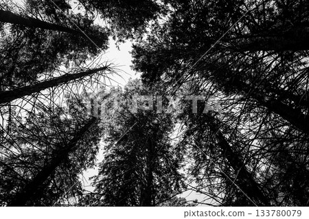 View of tall trees reaching towards the sky in a forest during daylight 133780079