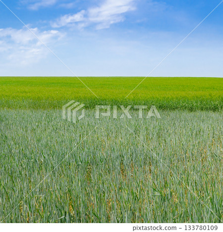 Vibrant Green Wheat Field Layers under a Sunny Blue Sky 133780109