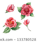 Floral watercolor painting of pink camellias and green leaves. Winter flowers. Design set for cards, invitations, and patterns. This background is perfect for fabric, textiles, packaging, branding. 133780528
