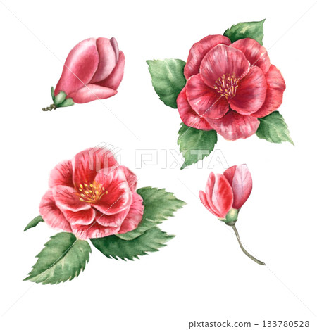 Floral watercolor painting of pink camellias and green leaves. Winter flowers. Design set for cards, invitations, and patterns. This background is perfect for fabric, textiles, packaging, branding. Floral watercolor painting of pink camellias and green leaves. Winter flowers. Design set for cards, invitations, and patterns. This background is perfect for fabric, textiles, packaging, branding. 133780528
