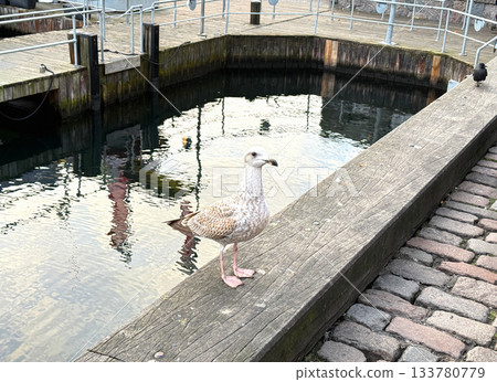 Wild seagull on waterfront pier in sunlight. 133780779