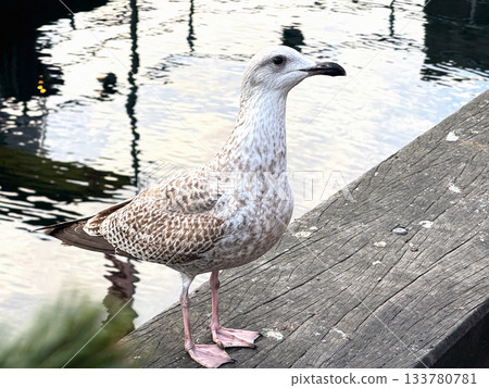 Calm seagull resting on old wooden pier. Calm seagull resting on old wooden pier. 133780781