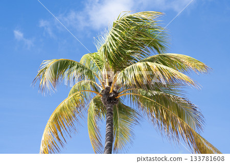 Summer vacation in Florida. Palm tree of California. Tropical beach in Miami. Tropical outdoor scene with palm tree. Tropical summer vacation. Exotic nature. Palm tree. Tropical palm grove 133781608