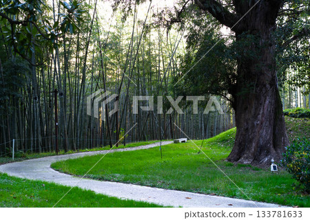 A beautiful winding path leads through a tranquil bamboo forest, offering a serene escape for family gatherings or peaceful moments in nature. This lush landscape invites leisurely exploration. A beautiful winding path leads through a tranquil bamboo forest, offering a serene escape for family gatherings or peaceful moments in nature. This lush landscape invites leisurely exploration. 133781633