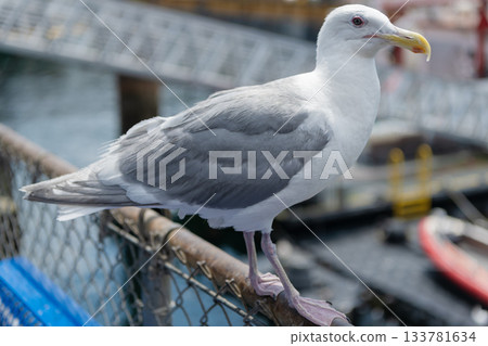 Seagull near water. Sea gull bird posing on fence. Fauna and nature. Seagull bird observing the water. Sea gull with beak and feather. Seagull sitting outdoor. A lonely seagull at the sea Seagull near water. Sea gull bird posing on fence. Fauna and nature. Seagull bird observing the water. Sea gull with beak and feather. Seagull sitting outdoor. A lonely seagull at the sea 133781634