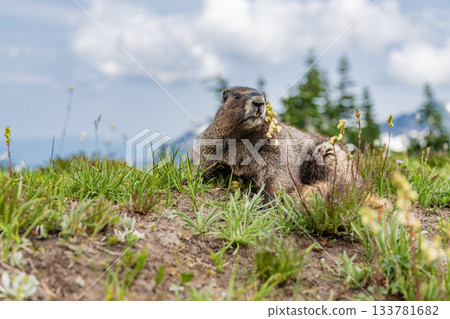 Groundhog on lawn. Rodent animal woodchuck. Rodent marmot animal. Wildlife nature. Marmot capybara. Capybara resting. Marmot wild groundhog. Woodchuck rodent. Capybara in the park. Wild animal Groundhog on lawn. Rodent animal woodchuck. Rodent marmot animal. Wildlife nature. Marmot capybara. Capybara resting. Marmot wild groundhog. Woodchuck rodent. Capybara in the park. Wild animal 133781682