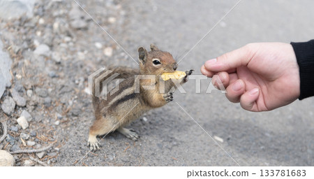 Squirrel on the ground. Human hand feed animal. Rodent animal fauna. Rodent animal family. Ground squirrel get food. Wild squirrel in nature. Gopher or squirrel outdoor. Wild animal in nature 133781683