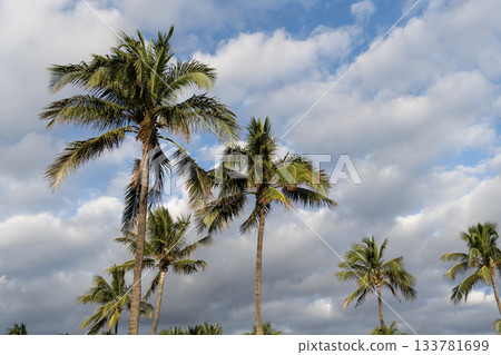 Tropical beach in Miami. Tropical outdoor scene with palm tree. Tropical summer vacation. Exotic nature. Palm tree. Summer vacation in Miami south beach. Palm tree of California. Palm leaves rustling Tropical beach in Miami. Tropical outdoor scene with palm tree. Tropical summer vacation. Exotic nature. Palm tree. Summer vacation in Miami south beach. Palm tree of California. Palm leaves rustling 133781699