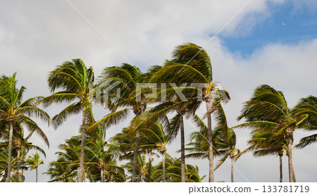 Palm tree in hurricane weather. Tropical beach in Miami. Tropical windy weather with palm tree. Strong wind. Exotic nature. Tropical palm grove. Palm tree on windy weather. Hurricane in Florida Palm tree in hurricane weather. Tropical beach in Miami. Tropical windy weather with palm tree. Strong wind. Exotic nature. Tropical palm grove. Palm tree on windy weather. Hurricane in Florida 133781719