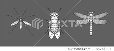 Detailed ink drawings of mosquito, fly, and dragonfly on dark background. 133781927