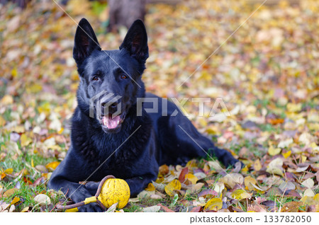 Black German shepherd 133782050