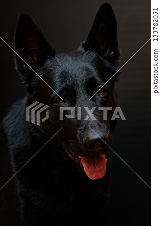 Black German Shepherd on black background Black German Shepherd on black background 133782051