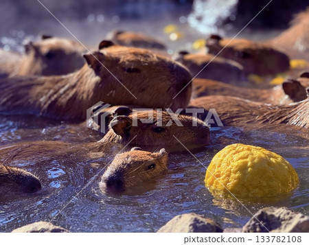 水豚柚子溫泉 133782108