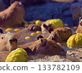 Capybara outdoor bath 133782109