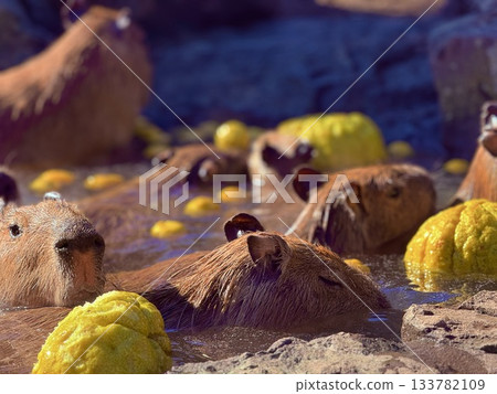 水豚戶外浴 水豚戶外浴 133782109