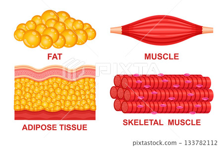 Fat and muscle fiber, adipose fatty tissue, skeletal muscular system anatomy structure. Skin layers human body. Lipid cell. Weight loss, healthy metabolism. Overweight, person physical strength vector 133782112