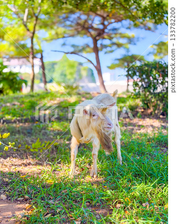 Okinawan goat (Hija) standing in the shade of a tree and a tropical landscape Okinawan goat (Hija) standing in the shade of a tree and a tropical landscape 133782200