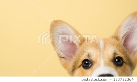 Charming Corgi Puppy Portrait With Big Ears And Warm Yellow Background 133782364