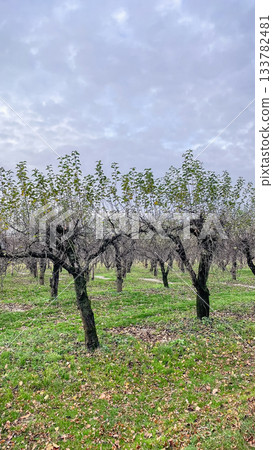 Rows of pruned fruit trees in an orchard under a moody, cloudy sky during the late autumn or winter season Rows of pruned fruit trees in an orchard under a moody, cloudy sky during the late autumn or winter season 133782481