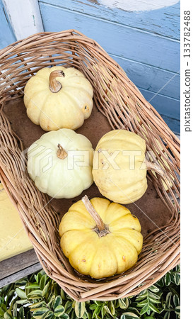 White and pale yellow decorative pumpkins in a rustic wicker basket against a blue painted wooden wall White and pale yellow decorative pumpkins in a rustic wicker basket against a blue painted wooden wall 133782488