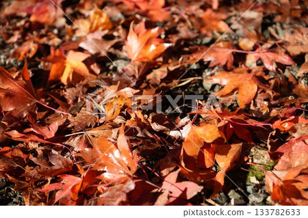 滋賀縣慶足寺的秋葉 133782633