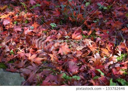 滋賀縣慶足寺的秋葉 133782646