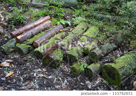 滋賀縣慶足寺的秋葉 133782651