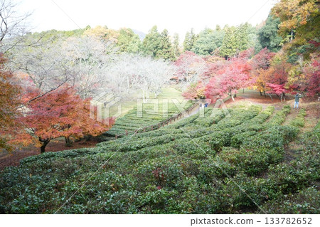 滋賀縣慶足寺的秋葉 133782652