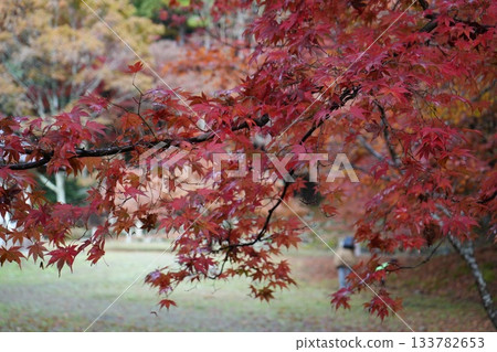 滋賀縣慶足寺的秋葉 133782653