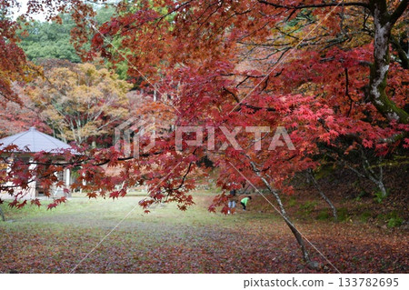 滋賀縣慶足寺的秋葉 133782695