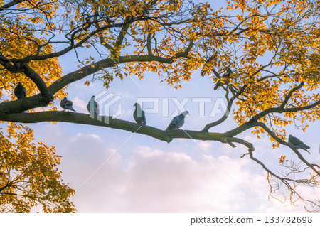 Pigeons perched on a branch [November] 133782698