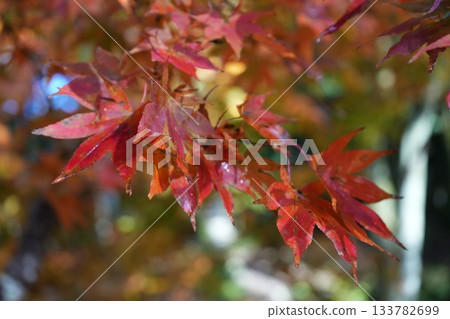 滋賀縣慶足寺的秋葉 133782699