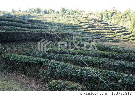 滋賀縣慶足寺的秋葉 133782818