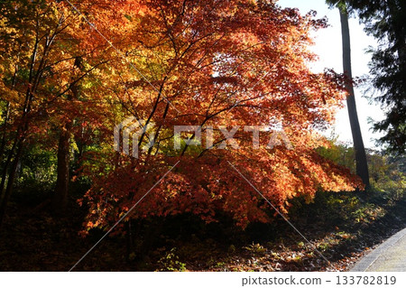 滋賀縣慶足寺的秋葉 133782819