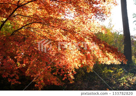 滋賀縣慶足寺的秋葉 133782820