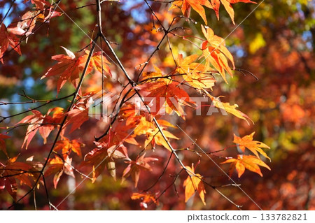 滋賀縣慶足寺的秋葉 133782821