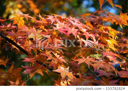 滋賀縣慶足寺的秋葉 133782824