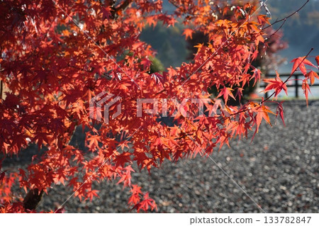 滋賀縣慶足寺的秋葉 133782847