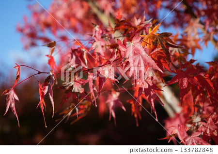 滋賀縣慶足寺的秋葉 133782848