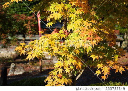 滋賀縣慶足寺的秋葉 133782849
