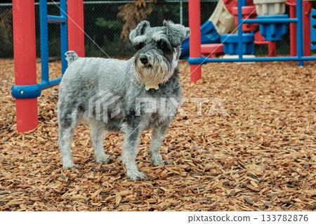 A miniature schnauzer dog in front of a playground. Close-up of a miniature schnauzer. 133782876